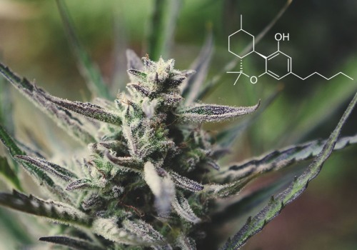 What is Hexahydrocannabinol (HHC) and Where Does it Come From?